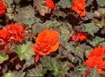 Fil Trädgårdsblommor Vax Begonia, Tuberös Begonia (Begonia tuberhybrida), apelsin