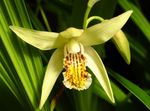 Foto Vrtne Cvjetovi Tlo Orhideja Je Prugasti Bletilla , žuta