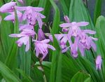 Boden Orchidee, Die Gestreiften Bletilla