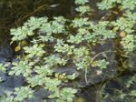 Photo Water Primrose, Marsh Purslane, Marsh Seedbox characteristics