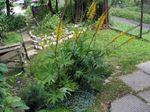 Foto Flores de jardín De Hoja Ancha Ligularia, Planta Leopardo, Groundsel Oro , amarillo