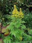 foto Tuin Bloemen Bigleaf Ligularia, Luipaard Plant, Gouden Kruiskruid , geel