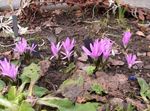Photo Spring Meadow Saffron characteristics