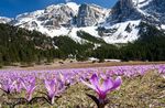 fotografie Zahradní květiny Jarní Louka Šafrán (Bulbocodium vernum), šeřík