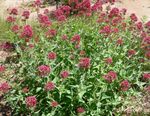 fotografie Zahradní květiny Jupiterův Vousy, Klíče Do Nebe, Červená Kozlík Lékařský (Centranthus ruber), červená