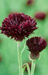Photo Knapweed, Star Thistle, Cornflower characteristics