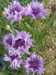 フォト 庭の花 ヤグルマギク、星アザミ、ヤグルマギク (Centaurea), ライラック