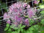 Foto Have Blomster Eng Rue (Thalictrum), lilla