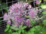 fotografie Gradina Flori Rue Luncă (Thalictrum), liliac