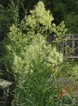 Photo Garden Flowers Meadow rue (Thalictrum), yellow