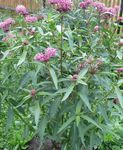 Photo Swamp milkweed, Maypops, Rose Milkweed, Red Milkweed characteristics