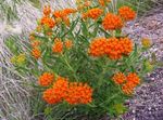 zdjęcie Ogrodowe Kwiaty Milkweed Tuberozovy (Asclepias tuberosa), pomarańczowy