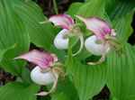 Photo Lady Slipper Orchid characteristics