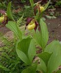 fotografie Záhradné kvety Lady Papučkový (Cypripedium ventricosum), žltá