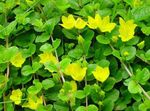 სურათი ბაღის ყვავილები Moneywort, მცოცავი Jenny (Lysimachia nummularia), ყვითელი