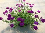 foto Tuin Bloemen Verbena , purper