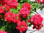 Photo les fleurs du jardin Verveine (Verbena), rouge