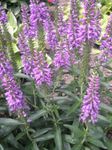 fotoğraf Bahçe Çiçekleri Longleaf Speedwell (Veronica longifolia), leylak