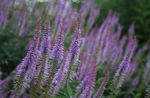 foto I fiori da giardino Radice Di Culver, Radice Di Bowman, Radice Nera (Veronicastrum virginicum), lilla