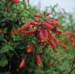 Chilienne Fleur De La Gloire