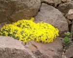 foto I fiori da giardino Vitaliana (Vitaliana primuliflora), giallo