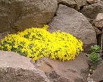 Photo bláthanna gairdín Vitaliana (Vitaliana primuliflora), buí