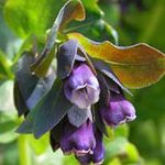 Honeywort, Gléasra Shrimp Gorm, Bláth Céir Gorm