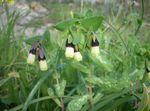 Fil Honeywort, Blå Räkor Växt, Blå Vax Blomma (Cerinthe major), gul