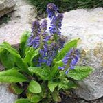 Фото Садовые Цветы Вульфения (Wulfenia), синий