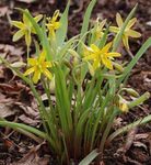 Foto Gartenblumen Anfang Sterne-Of-Bethlehem (Gagea), gelb