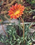 fotografie Záhradné kvety Poklad Kvet (Gazania), oranžový