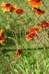 სურათი ბაღის ყვავილები საბანი Flower (Gaillardia), წითელი
