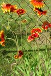 Fil Filt Blomma (Gaillardia), röd