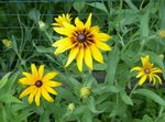 foto Coperta Di Fiori (Gaillardia), giallo