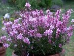 Bilde Hage blomster Gaura , rosa