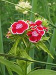 фотографија Баштенске Цветови Топкаранфил (Dianthus barbatus), црвено