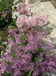 Foto Flores de jardín Perrenial Clavel (Dianthus x allwoodii, Dianthus  hybrida, Dianthus  knappii), lila