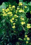 Foto Flores de jardín Perrenial Clavel (Dianthus x allwoodii, Dianthus  hybrida, Dianthus  knappii), amarillo