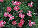 Foto Flores de jardín Perrenial Clavel (Dianthus x allwoodii, Dianthus  hybrida, Dianthus  knappii), rojo