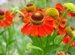 Sneezeweed, Blóm Helen Er, Dogtooth Daisy