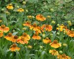 foto Sneezeweed, Flor De Helen, Margarida Dogtooth (Helenium autumnale), laranja