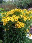 mynd Sneezeweed, Blóm Helen Er, Dogtooth Daisy (Helenium autumnale), gulur