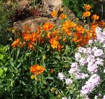 Nuotrauka Sodo Gėlės Rokas Pakilo (Helianthemum), oranžinis