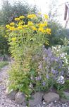 Foto Flores de jardín Falso Girasol, Ojo De Buey, Heliopsis Girasol (Heliopsis helianthoides), amarillo