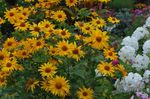 Foto Falsche Sonnenblume, Ox-Eye, Sonnenblumen Heliopsis Merkmale