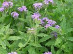 mynd garður blóm Heliotrope, Kirsuber Baka Planta (Heliotropium), lilac