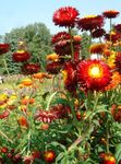 Strawflowers, ქაღალდის Daisy