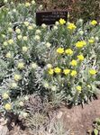 Helichrysum Εποχιακών