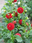 Photo Garden Flowers Dahlia , red