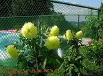 Photo bláthanna gairdín Dahlia , buí